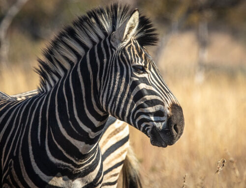 Bergzebra (Equus zebra)