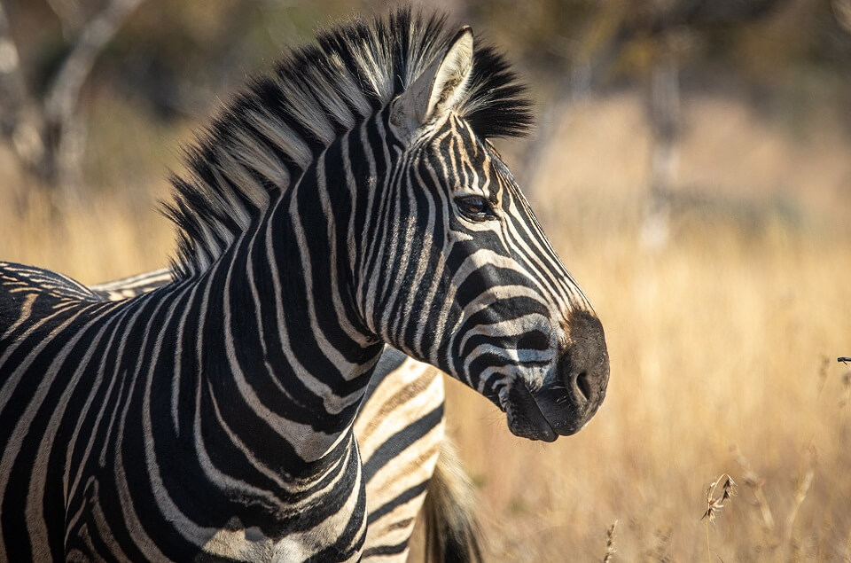 bergzebra