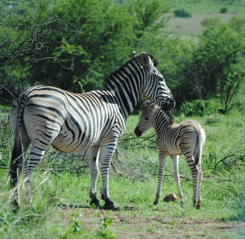 bergzebra's