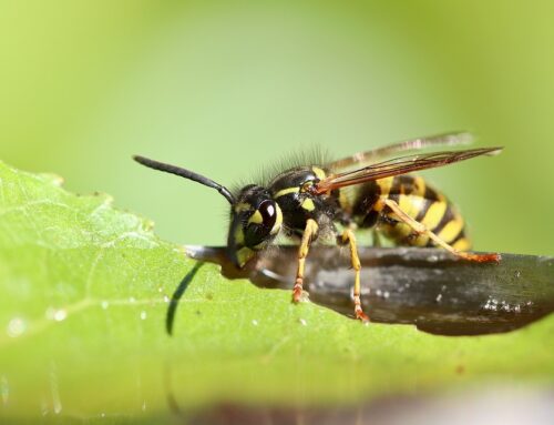 Gewone wesp (Vespula vulgaris)