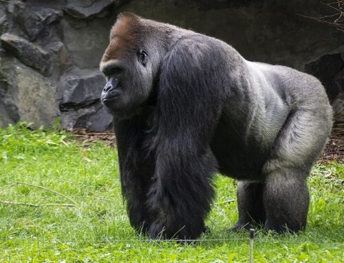 Gorilla | Grootste van de primaten