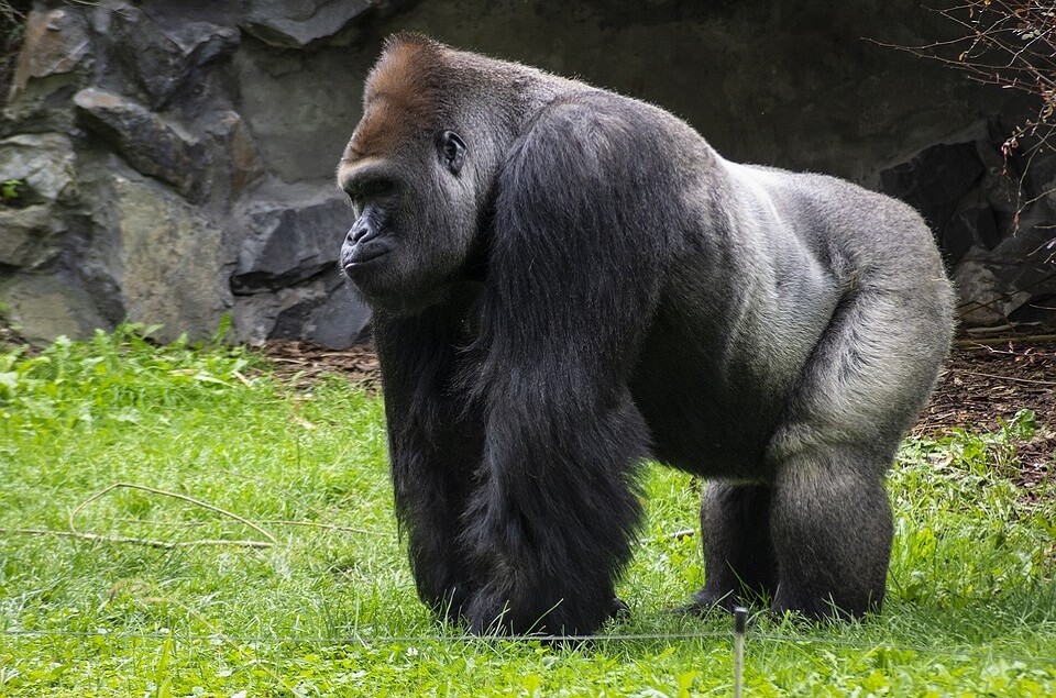 gorilla