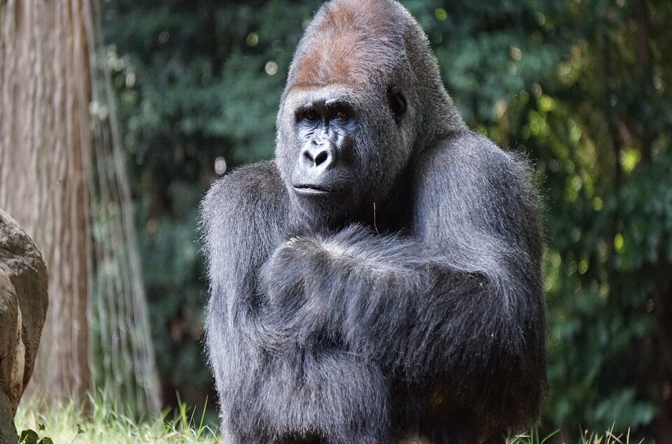 gorilla