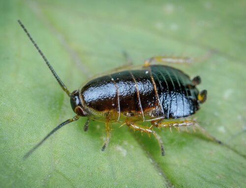 Kakkerlak (Blattodea)