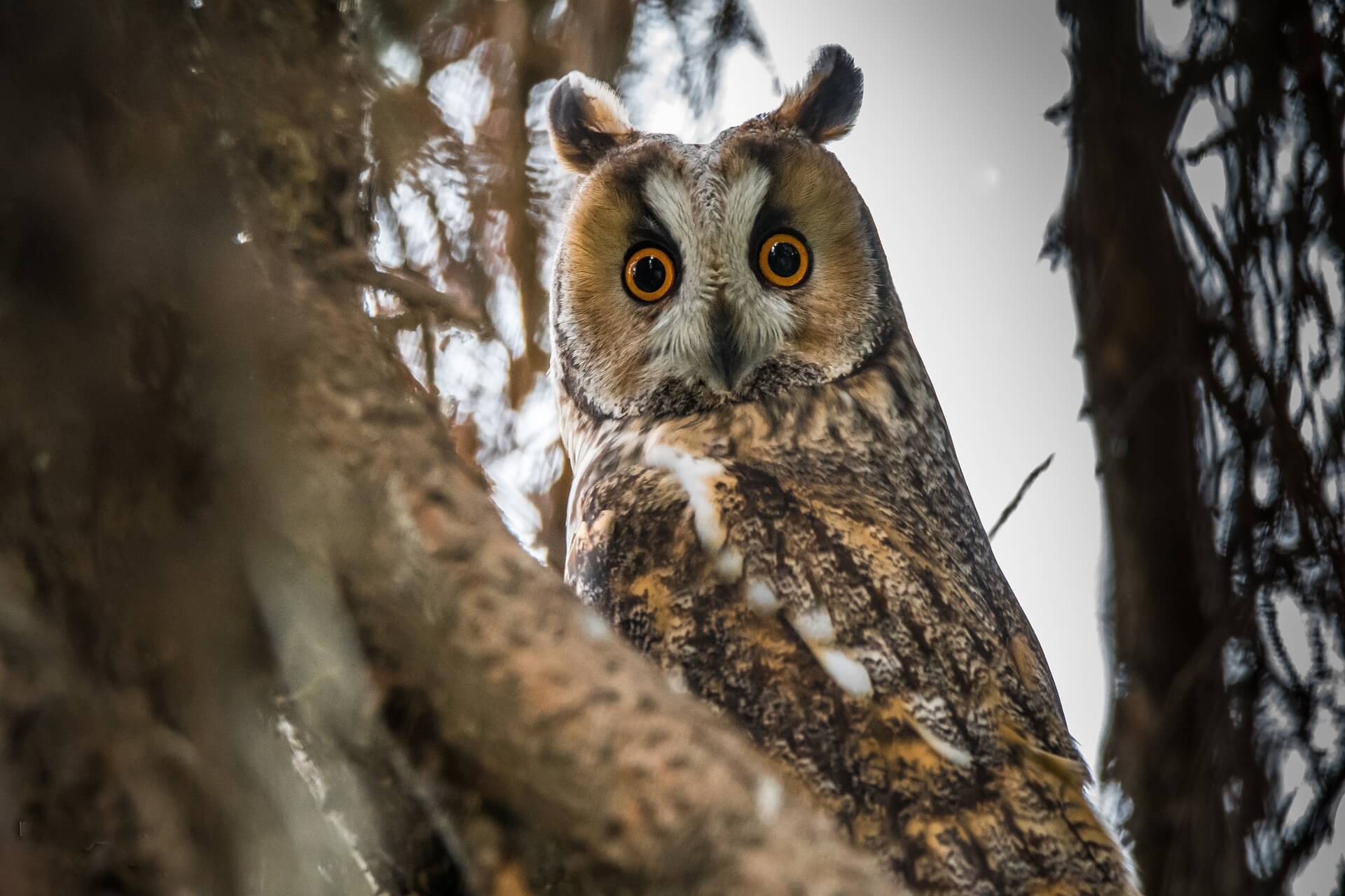 zwemmen Ijdelheid uitbarsting Informatie over dieren | Dieren informatie | Dierenstuff