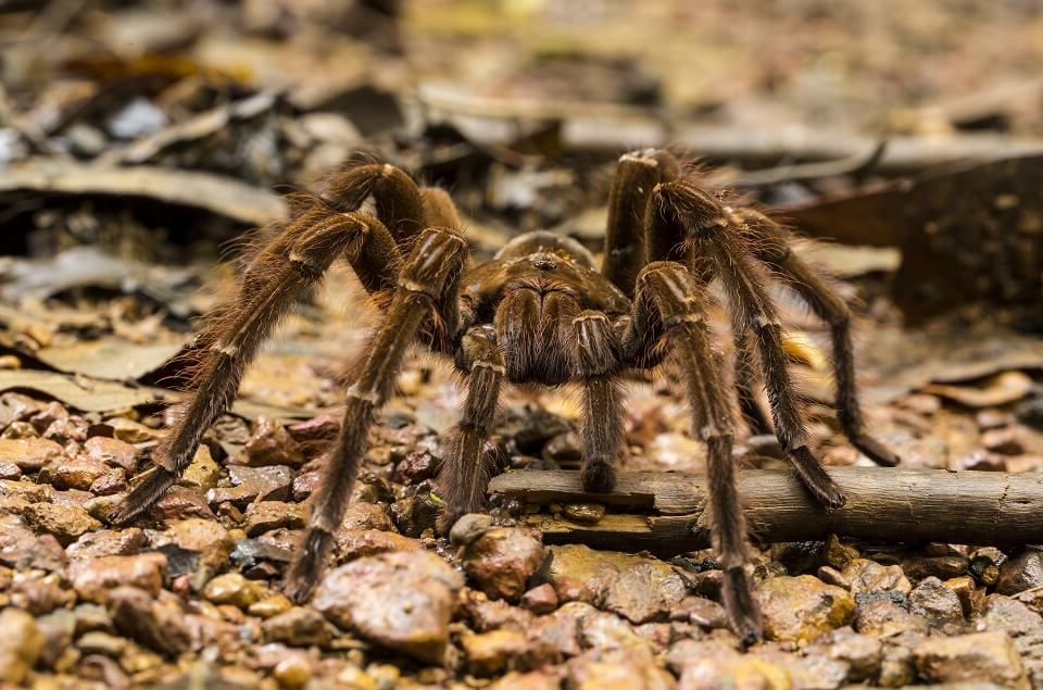 Grootste spin ter wereld