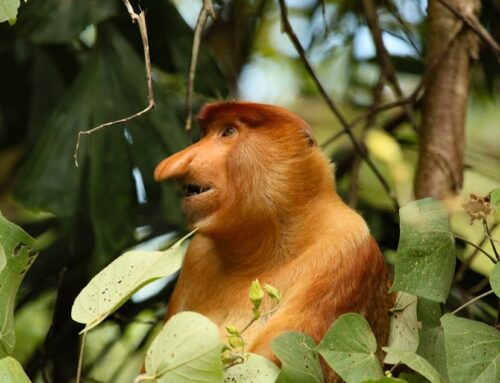 Neusaap | Ontdek de Unieke Apensoort van Borneo’s Regenwoud